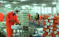 Không để thủ tục hành chính gây khó DN xuất khẩu cá tra