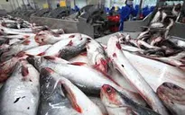 Mỹ kiểm soát mặt hàng cá da trơn nghiêm ngặt hơn