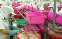 Ngành thủy sản kết thúc năm 2015 không mấy sáng sủa