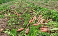 Giá nông sản sau Tết giảm mạnh, nông dân nhổ rau cho bò ăn