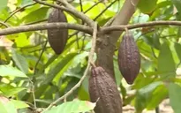ĐBSCL: Ca cao được mùa, giá tăng