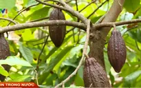 Bến Tre: Giá giảm, người dân chặt bỏ cây cacao