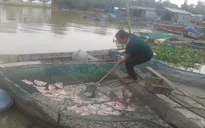 Tiền Giang: Đảo du lịch mất khách vì ô nhiễm do cá chết hàng loạt