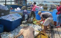 Bà Rịa - Vũng Tàu: Tạm dừng nhà máy xả thải gây chết cá hàng loạt