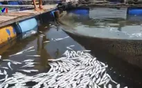 Bà Rịa - Vũng Tàu: Cá lồng bè trên sông Chà Và chết hàng loạt