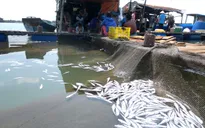 Bà Rịa - Vũng Tàu: Thanh tra toàn diện các nhà máy chế biến hải sản gây ô nhiễm