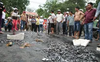 Dân đổ cá ra đường phản đối doanh nghiệp gây ô nhiễm