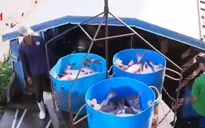 DN Việt xây dựng quy trình sản xuất cá da trơn theo quy định mới từ Mỹ
