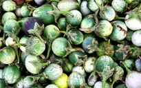 Cà đắng - Món ăn đặc trưng của người Ê Đê, Tây Nguyên