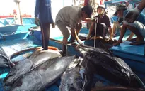 Ngư dân Khánh Hòa lãi lớn từ cá ngừ đại dương