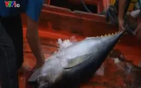 Đổi mới công nghệ tàu cá và đánh bắt cá ngừ đại dương