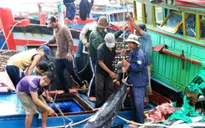 Cá ngừ đại dương trượt giá, ngư dân gặp khó