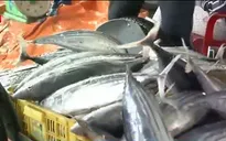 Ngư dân Nam Trung Bộ  vui mừng trước mùa cá bội thu