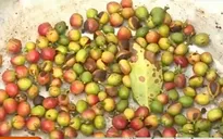 Cà phê Quảng Trị gặp khó khăn do giá xuống thấp