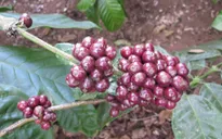 Kon Tum tăng cường khuyến cáo nông dân không hái cà phê xanh
