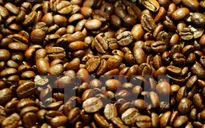 Phát hiện loại protein trong cà phê có hiệu ứng mạnh hơn morphine