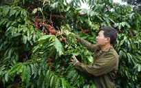 Đắk Lắk quyết liệt đối phó nạn trộm cắp cà phê