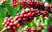Cà phê Việt Nam xuất khẩu đến hơn 60 nước