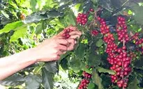 Cà phê chè Cầu Đất có mặt trong chuỗi cửa hàng Starbucks