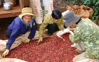 Nông nghiệp 6 tháng đầu năm: Khó cả xuất khẩu lẫn nhập khẩu