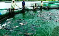 Giải pháp nào cho nghề nuôi cá nước lạnh?