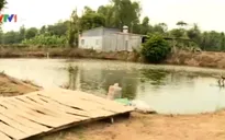 Nông dân nuôi cá tra “treo” ao diện rộng