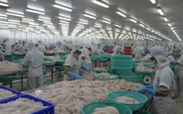 Cá tra lại bị áp thuế chống bán phá giá tại Mỹ