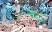 Nguy cơ giảm sản lượng cá tra xuất khẩu trong điều kiện mới