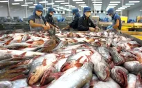 Xuất khẩu cá tra vẫn có triển vọng tốt