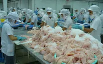 Xuất khẩu theo số lượng - Nguy cơ đánh mất thương hiệu cá tra Việt Nam