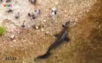 Độc đáo clip cá trê khổng lồ bắt mồi