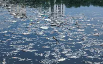 Cá chết nổi trắng kênh Nhiêu Lộc - Thị Nghè
