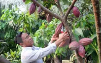 Cacao Việt Nam có hương vị hàng đầu thế giới