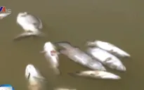 Hà Tĩnh: Cá lồng bè chết hàng loạt