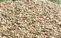 Vì sao người dân chưa vội bán cà phê?