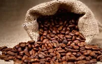 Nhiều doanh nghiệp xuất khẩu cà phê có nguy cơ vỡ nợ