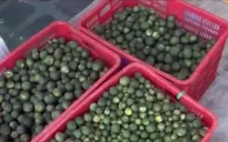 Cảnh báo tình trạng mua bán cam non