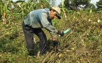 Hậu Giang: Nhiều nơi đốn sạch cam sành do dịch vàng lá gân xanh