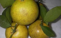 Đặc sản Cam Vinh vào chính vụ