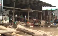 Cà Mau: Sạt lở đê biển gây thiệt hại hàng tỷ đồng