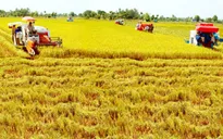 Xây dựng thương hiệu gạo quốc gia cần những cánh đồng mẫu lớn