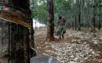 Năm 2015, cao su sẽ giảm giá sâu