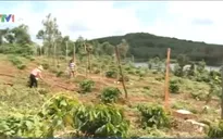 Đăk Nông thiếu vốn tái canh cà phê