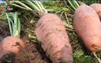 Cà rốt vỡ quy hoạch, người trồng khó khăn
