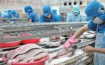 Những bất cập trong Nghị định 36 về cá tra
