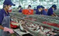 Hợp đồng xuất khẩu cá tra phải nộp phí thẩm định