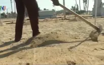 Lý Sơn thiếu cát trắng trồng hành tỏi