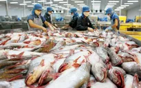 Mỹ thất hứa, cá da trơn Việt Nam bị “phục kích thương mại”