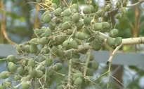 Thương lái thu mua cau non bất thường tại ĐBSCL