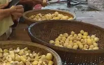TT-Huế: Ồ ạt thu gom cau non bán sang Trung Quốc